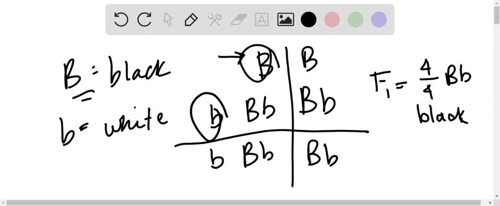 SOLVED: Black (B) Color In Guinea Pigs Is Dominant To White (b).A ...