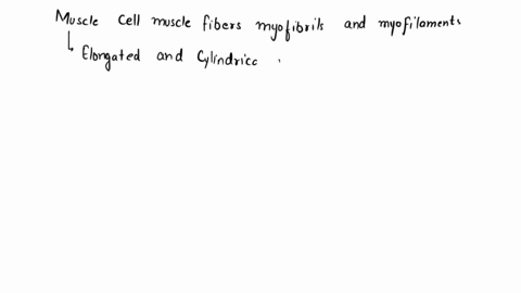how-muscle-cells-muscle-fibers-myofibrils-and-myofilaments-are-related-22543