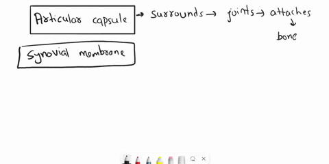 describe-the-structural-characteristics-of-synovial-joints-32004