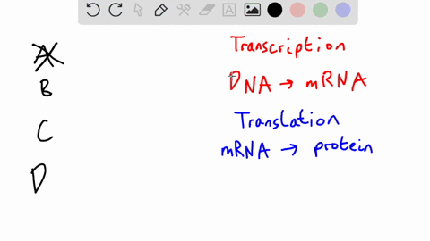 which-of-the-following-is-true-of-transcription-and-translation-in-prokaryotes-and-eukaryotes-a-in-prokaryotes-rna-is-often-used-to-make-dna-only-eukaryotes-use-trna-during-translation-c-onl-62568