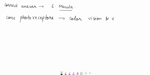 most-cone-photoreceptors-are-located-in-the-a-optic-disc-b-iris-c-cornea-d-sclera-e-macula-90246