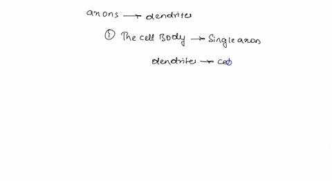 what-are-the-3-physical-characteristics-that-distinguish-axons-from-dendrites-83133