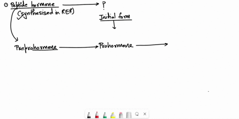 multiple-choice2-points-each-1-when-a-protein-hormone-is-being-synthesized-in-the-rough-endoplasmic-reticulum-what-is-the-initial-polypeptide-called-aexon-bpeptidecprohormone-d-prehormone-ep-25452