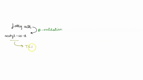why-cant-fatty-acids-be-used-for-energy-in-the-absence-of-oxygen-a-fatty-acids-can-not-be-used-for-glycolysis-and-fermentation-can-not-occur-b-the-enzymes-that-break-down-fatty-acids-require-86532