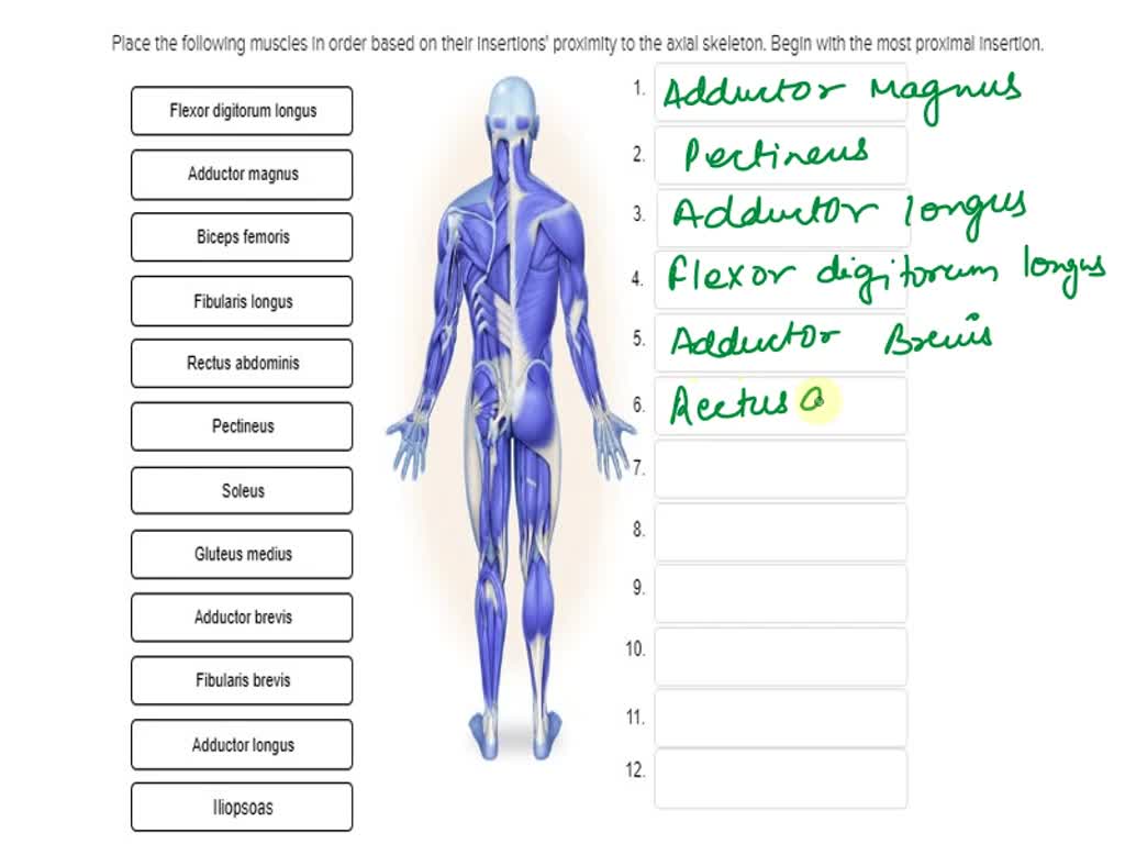 Solved: Match The Muscle With Its Anatomical Location: 1. Tibialis 