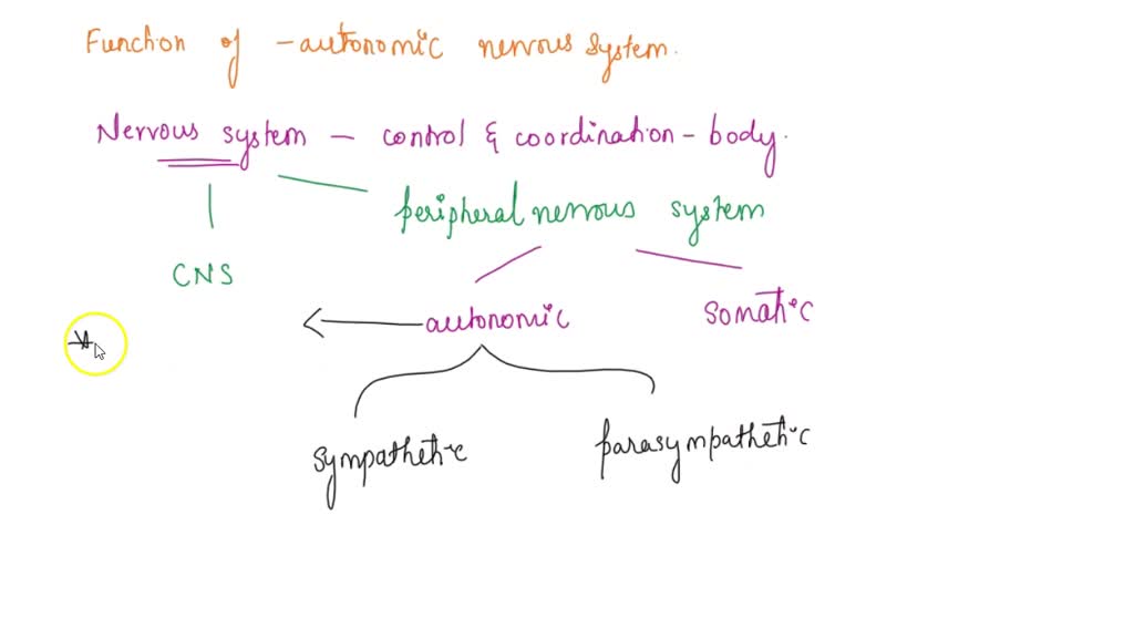 SOLVED: Autonomic nervous system functions are regulated by the ...