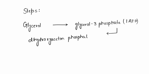 how-many-net-atp-are-generated-by-the-complete-oxidation-of-a-molecule-of-glycerol-produced-by-triglyceride-catabolism-to-co2-assume-that-1-nadh-produces-25-atp-and-1-fadh2-produces-15-atp-39517