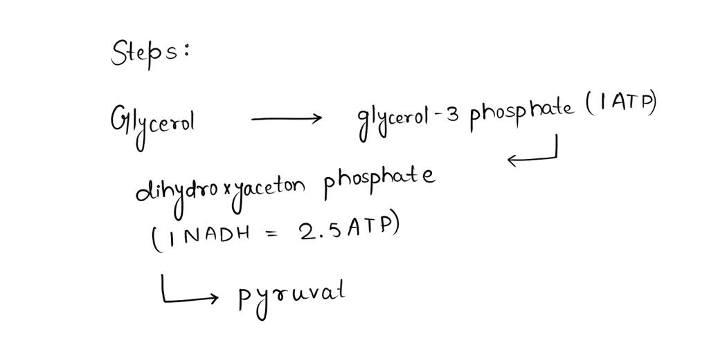 SOLVED How many net ATP are generated by the complete oxidation of a
