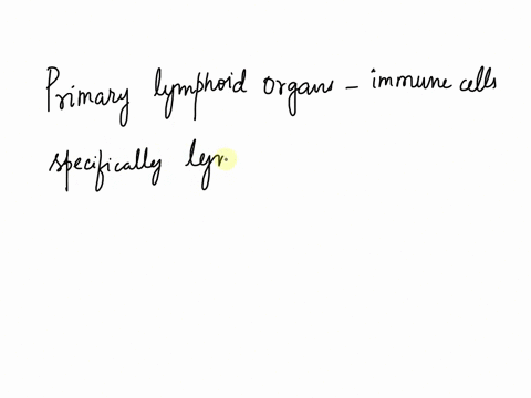 which-of-the-following-in-considered-a-primary-lymphoid-organ-the-thymus-the-lymph-nodes-the-spleen-the-tonsils-06669