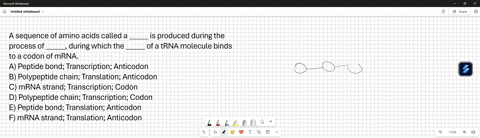 a-sequence-of-amino-acids-called-a-blank-is-produced-during-the-process-of-blank-during-this-process-the-blank-of-a-trna-molecule-binds-to-a-codon-of-mrna-05563