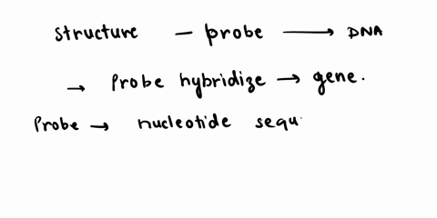 which-of-the-following-describes-the-structure-formed-when-a-probe-hybridizes-to-a-gene-32495