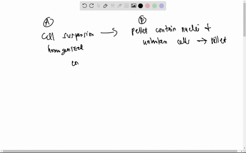 below-is-a-diagrammatic-representation-of-cellular-fractionation_-a-mixture-of-mechanically-disrupted-tissue-is-subjected-to-centrifugation-the-supernatant-from-each-centrifugation-is-then-s-91043