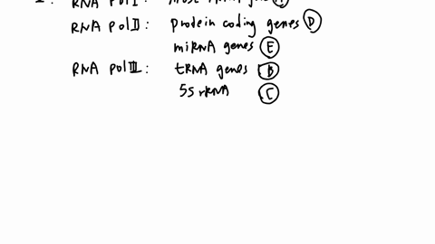 biology-2020-dna-protein-name-transcriplion-similar-dna-replication-that-rna-transcript-syuthesized-discontinuously-and-the-pieces-ure-jhcn-joined-together-b-it-uscs-llc-xaine-cnlymt-that-us-15812