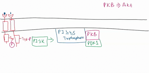 nucs-enospha-e-draw-the-activation-of-the-her-pathways-that-leads-to-changes-in-the-activity-of-map-kinase-via-ras-and-mutant-1-changes-in-the-activity-of-akt-via-pi3-kinase-mutant-mutant-3-85528