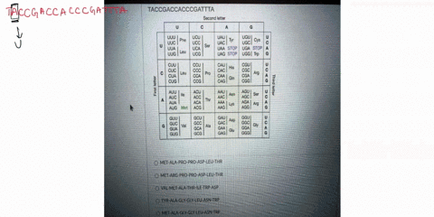 apctti-ojecic-e-lavse-cto-dfsmos-mao-lqupf-taccgaccacccgattta-second-letter-uuc-ucu-uau-ugu-phe-ucc-uac-tyr-ugc-cys-8-uca-ser-uaa-stop-uga-stop-jug-leu-ucg-uag-stop-ugg-trp-ccu-cgu-cuc-ccc-c-06735