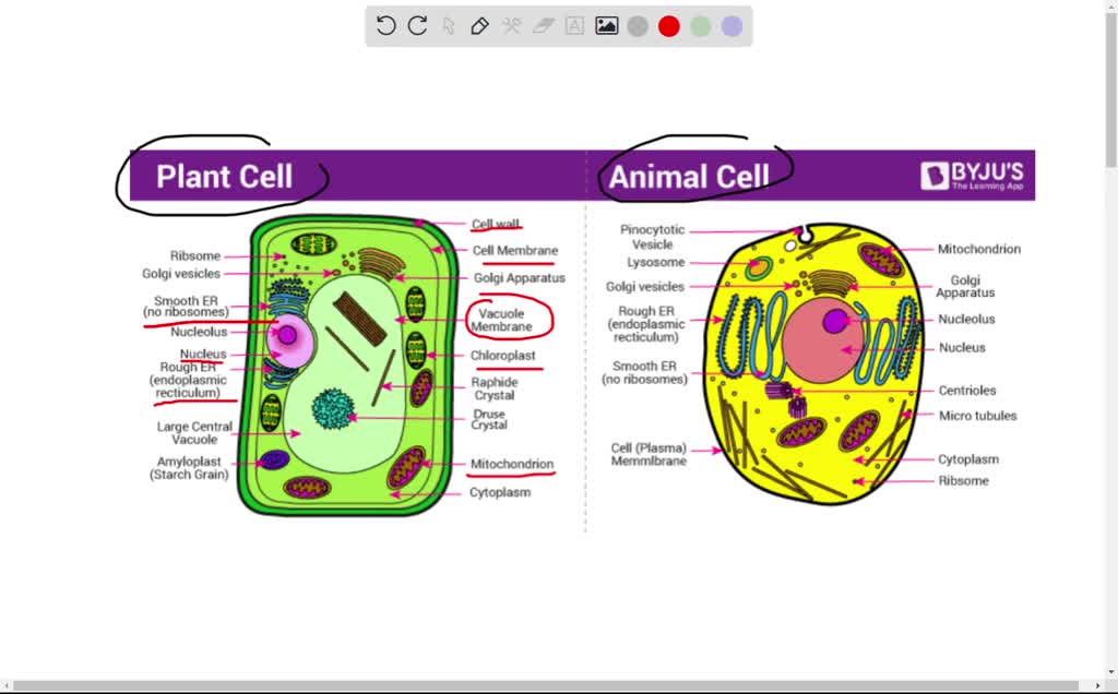 SOLVED: 1. For lab assignment in your lab manual: please read the Lab-  Exercise 6 Cells, (page 51-60) 2. Draw an animal and plant cell. Identify  all the organelles, and locate the