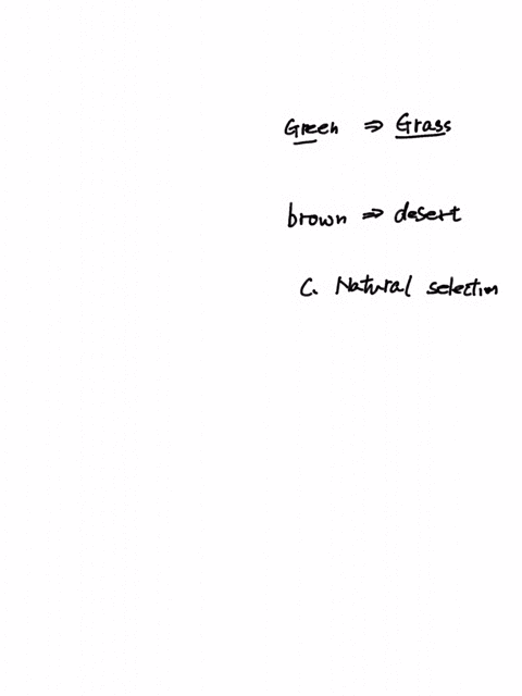 1-a-green-rat-snake-that-lives-in-the-grass-and-a-brown-rat-snake-that-lives-in-the-desert-is-a-form-of-a-human-genetic-modification-b-selective-breeding-c-natural-selection-d-artificial-bre-66434