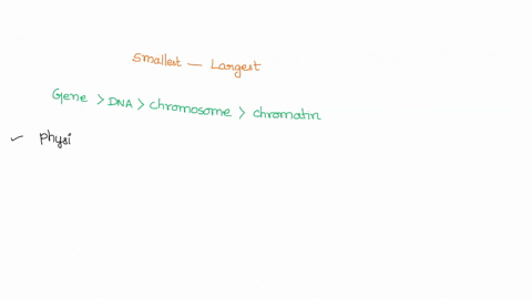 what-is-order-of-the-following-from-smallest-to-largest-chromatin-gene-dna-chromosomes-52598
