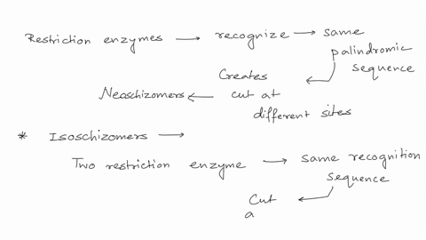 define-neoschizomer-and-isoschizomer-what-is-a-practical-application-of-isoschizomers-41636