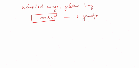 please-show-all-your-work-in-order-to-receive-full-credit-in-drosophila-smooth-wings-are-dominant-to-wrinkled-wings-w-and-a-red-body-r-is-dominant-to-a-yellow-body-r-in-your-initial-cross-of-78294