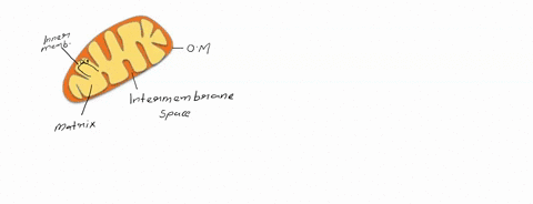 1-on-this-diagram-of-a-mitochondrion-the-darkest-shaded-area-would-a-have-the-highest-concentration-of-h-b-contain-the-enzymes-of-the-citric-acid-cycle-c-contain-many-electron-transport-chai-28912