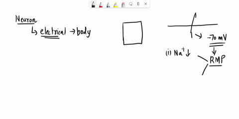 which-of-the-following-is-true-when-a-neuron-is-at-its-resting-membrane-potential-that-is-70-mv-a-both-sodium-and-potassium-are-at-their-nernst-equilibrium-potential-b-neither-sodium-nor-pot-05924