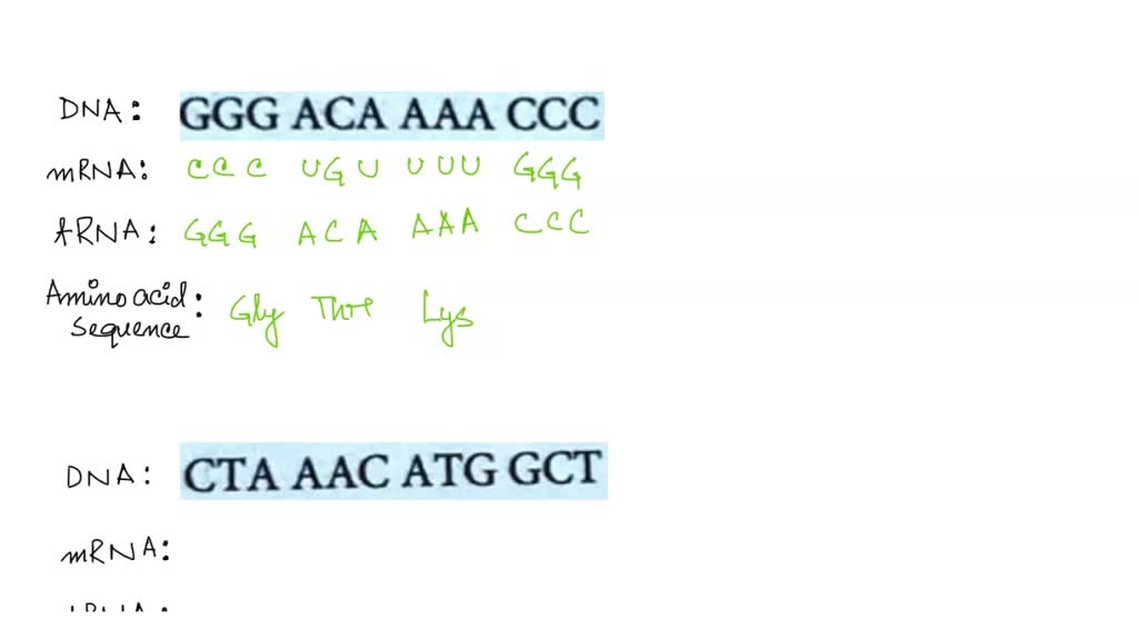 SOLVED: GENEH DNA:GGG ACA AAA CCC mRNA: tRNA: Amino Acid Sequence Trait ...