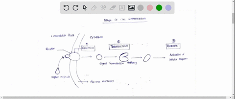 which-of-the-following-is-not-one-of-the-stages-of-cell-communication-a-cellular-response-b-signal-transmission-c-signal-transduction-d-signal-reception-e-all-of-the-above-are-stages-of-cell-95919