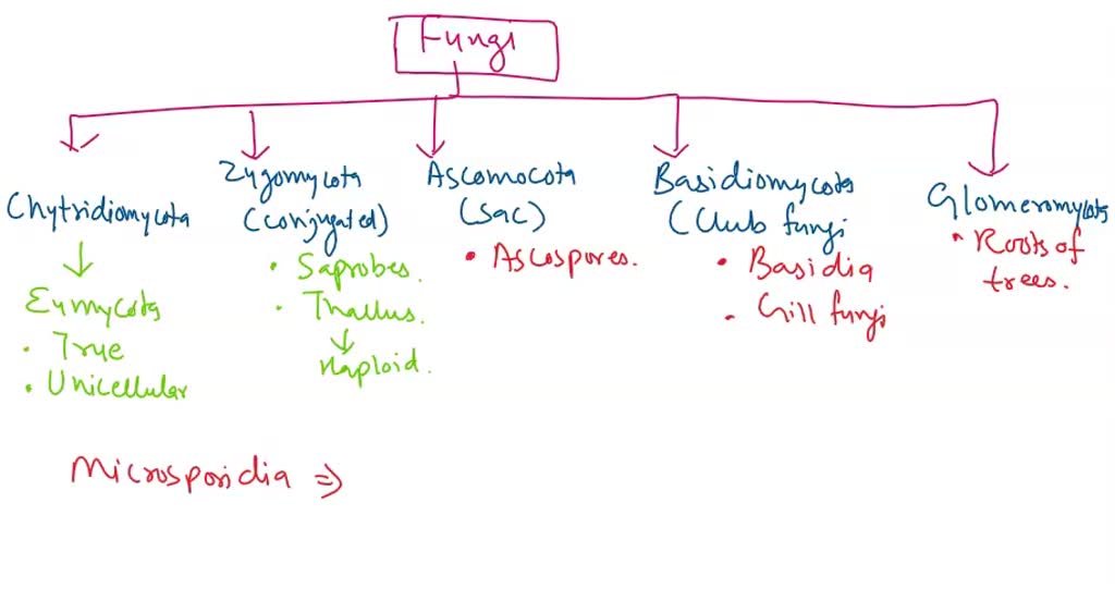 SOLVED: Basidiomycota, Dikarya, Ascomycota, Glomeromycota, Mucoromycota ...