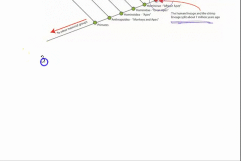 herdingi-the-simplifled-evolutionary-tree-and-the-expanded-one-bothishow-that-at-some-painti-in-time-the-chimpanzees-and-bonobos-evolved-fram-common-ancestori-not-shared-by-humans-but-before-41231