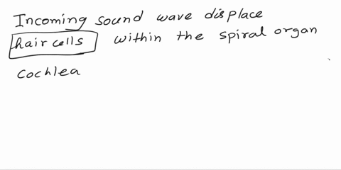 which-structures-of-the-inner-ear-are-displaced-by-incoming-sound-waves-pen9o14-mutupla-choice-2-points-haircells-references-o-nerves-spiral-organs-39606