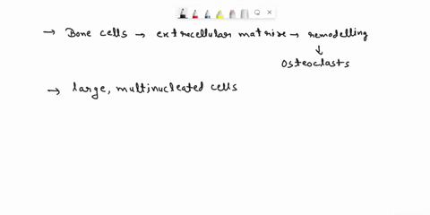 bone-cells-that-break-down-extracellular-matrix-bone-remodeling-during-are-osteoprogenitor-cells-osteocytes-osteoclasts-osteoblasts-44367
