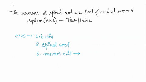 the-neurons-of-the-spinal-cord-are-part-of-central-nervous-system-cns-true-or-false-81152