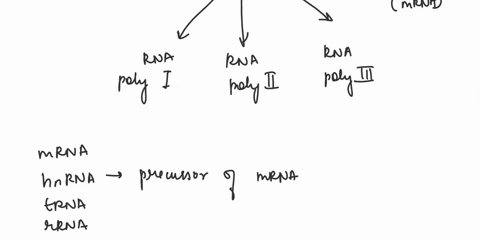 transcription-occurs-in-the-_____-and-translation-occurs-in-the-_____-of-a-eukaryotic-cell-a-nucleoid-cytoplasm-b-cytoplasm-cytoplasm-c-nucleus-cytoplasm-d-nucleus-nucleus-e-nucleoid-nucleoi-70809