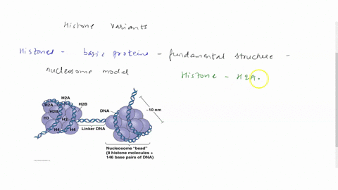 chromatin-can-be-modified-to-affect-gene-expression-in-various-ways-explain-each-of-these-different-ways-that-chromatin-structure-can-be-itered-andalso-explain-how-this-effects-gene-expressi-56244