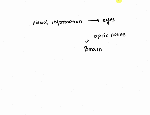 decoding-and-interpretation-of-visual-information-in-brain-is-associated-with-which-lobe-55296