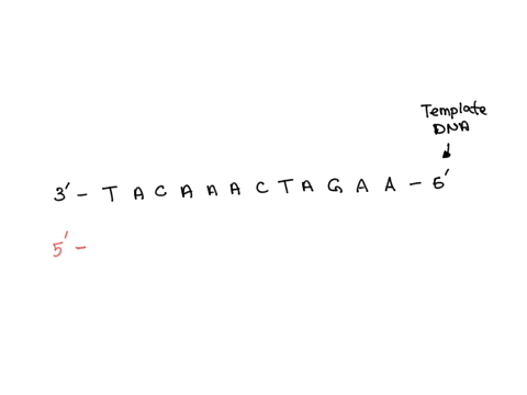 what-is-the-mrna-sequence-for-the-template-strand-dna-sequence3-tacaaactagaa-5-37749