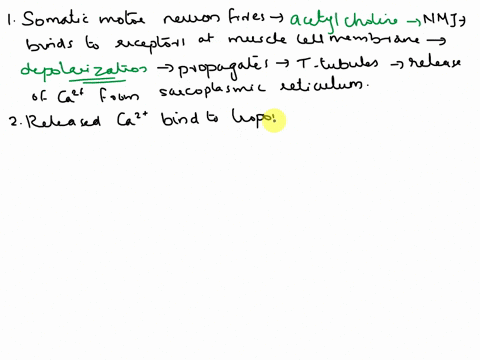 1what-happens-between-the-firing-of-a-somatic-motor-neuron-until-a-sarcomere-contracts-2-starting-with-calcium-binding-troponin-please-describe-all-steps-that-occur-until-muscle-contraction-28698