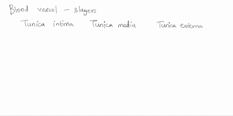 which-layer-or-tunic-of-the-blood-vessel-wall-is-composed-of-smooth-muscle-and-elastin-a-tunica-media-b-tunica-intima-c-tunica-externa-tunica-adventitia-08758