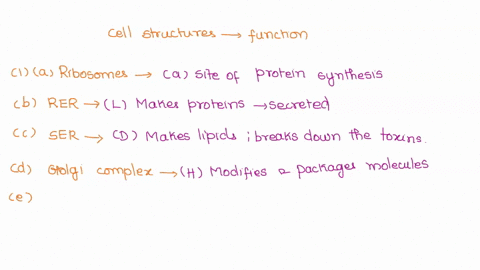 match-the-following-cell-structures-with-their-function_-ribosomes-site-of-protein-synthesis-rough-endoplasmic-reticulum-b-site-of-photosynthesis-smooth-endoplasmic-reticulum-allows-for-comm-83809