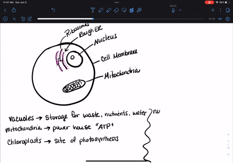 label-the-organelles-1-2-3-and-4-tne-nucleus-is-the-control-center-of-the-cell-lt-contains-dna-ribosomes-make-synthesize-proteins-vacuoles-store-materials-such-as-water-food-and-waste-there-77533