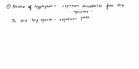 what-happens-in-the-absence-of-tryptophan-a-rna-polymerase-binds-to-the-repressor-b-the-repressor-bi-38286