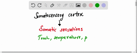 which-of-the-following-body-regions-has-the-greatest-representation-in-the-somatosensory-cortex-a-up-18056