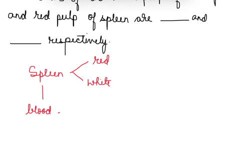 functions-of-the-white-pulp-of-the-spleen-and-the-red-pulp-of-the-spleen-are-__________-and-__________-respectively-a-removal-of-bloodborne-antigens-removal-of-aged-or-defective-blood-cells-25748