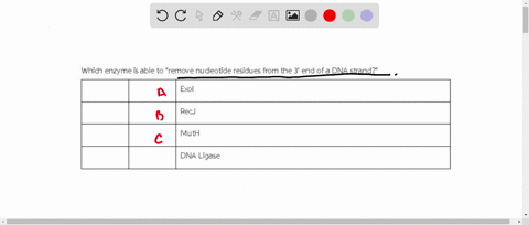 which-enzyme-is-able-to-remove-nucleotide-residues-from-the-3-end-of-a-dna-strand-exoi-recj-muth-dna-ligase-78243