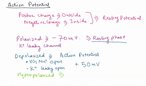 of-the-action-potential-identified-by-the-highlighted-region-of-label-each-phase-each-graph-depolarization-resting-hyparpolarization-tlme-msec_-me-msec-time-mgec-time-maed-repolarization-res-13248