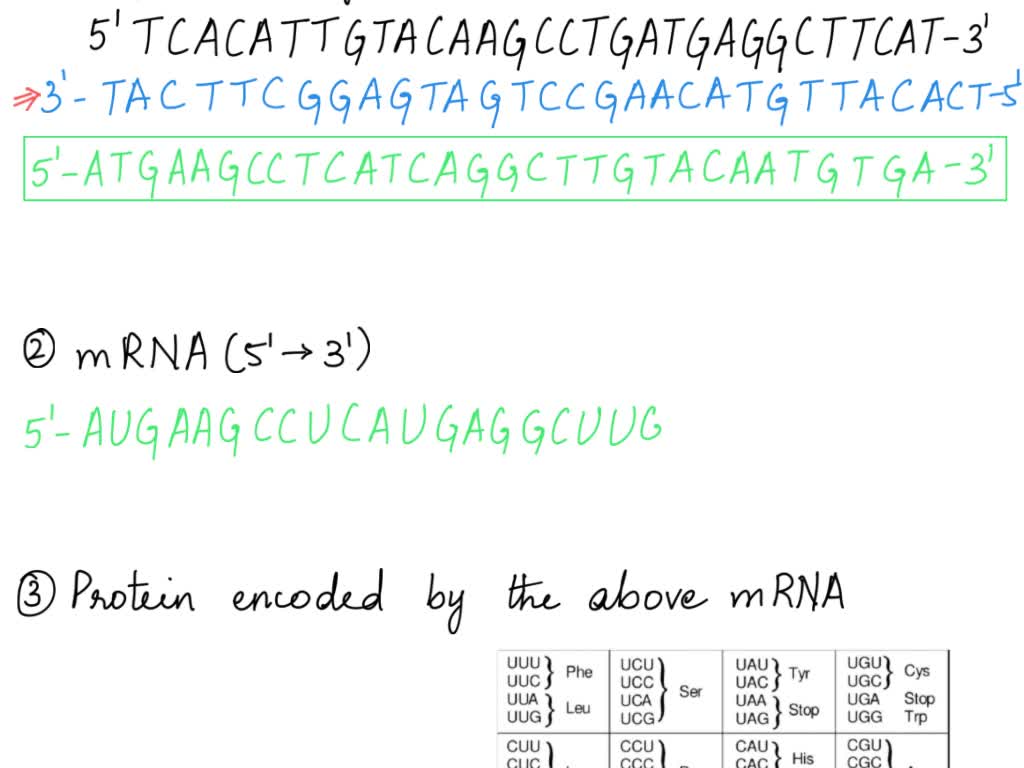 SOLVED: 'please help me :( this is due in 5 mins. A segment of DNA ...