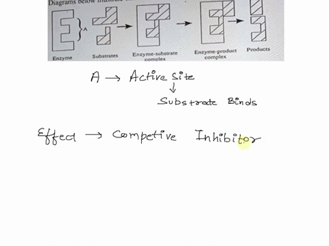 one-model-of-enzyme-action-diagrams-below-illustrate-5-enzyme-product-products-substrles-enzyme-substrale-eniymic-compicx-compicx-name-the-part-of-the-enzyme-labeled-i-mark-competitive-inhib-21546