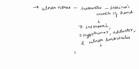 which-nervehighlighted-in-figureinnervates-most-of-the-intrinsic-muscles-of-the-handsuch-as-the-hypothenar-grouplumbricals3-and-4and-all-the-interossei-muscles-axillary-nerve-radial-nerve-mu-66626