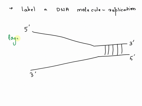 draw-and-label-draw-and-label-a-dna-molecule-during-replication-include-the-following-in-your-depiction-21118